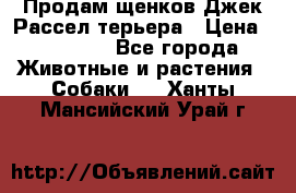 Продам щенков Джек Рассел терьера › Цена ­ 25 000 - Все города Животные и растения » Собаки   . Ханты-Мансийский,Урай г.